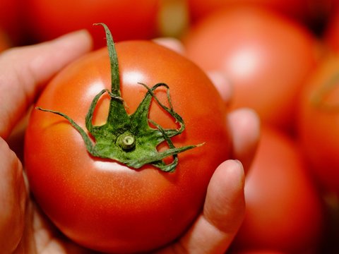 Cropped Image Of Hand Holding Tomato