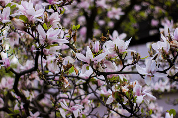 pale pink blooming magnolias leaning towards the sun