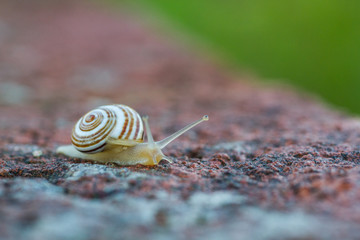 Snail