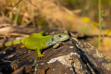 European green lizard (Lacerta viridis) sunning on a rock in its habitat. Green and blue reptile detailed portrait. Colorful lizard in its habitat. Wildlife scene from nature. Czech Republic