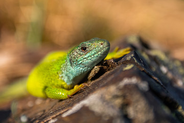 European green lizard (Lacerta viridis) sunning on a rock in its habitat. Green and blue reptile detailed portrait. Colorful lizard in its habitat. Wildlife scene from nature. Czech Republic