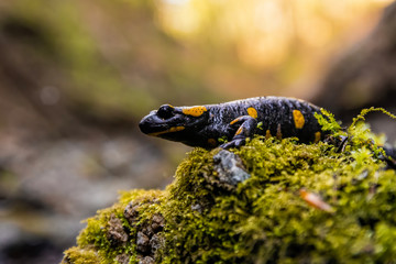 Fire salamander (Salamandra salamandra) sitting on a mossy stone. Beautiful salamander in its habitat at sunset. Czech Republic