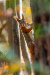 Eurasian red squirrel (Sciurus vulgaris) feeding in the grass. Beautiful squirrel in golden light. Czech Republic