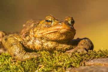 Common toad (Bufo bufo), in its natural habitat. Beautiful frog on the ground near a pond in the evening light. Czech Republic