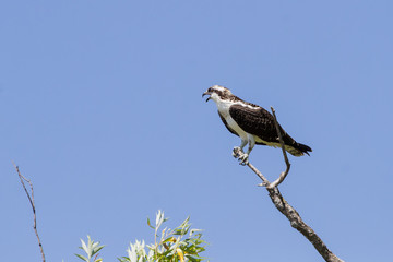 Fototapeta premium Osprey perched in a dead tree limb overlooking a lake. 