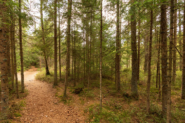 Obraz premium Waldwanderweg im Tannermoor