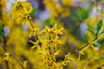 close-up of blooming forsythia with bokeh effect and wide depth of field