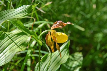 Cypripedium calceolus is a lady's-slipper orchid