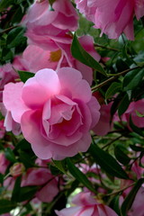 
Blooming pink rose on a background of green leaves on a bush in a flower bed
