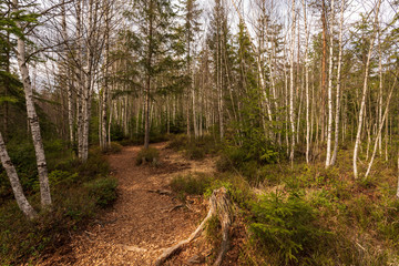 Junge Birkenbäume im Tannermoor