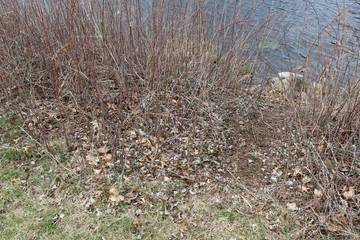 dry grass in the forest