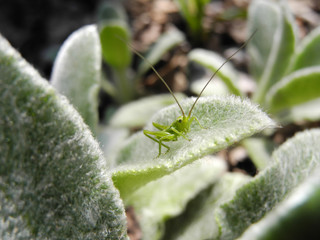 Grasshopper closeup on fluffy leaf of Stachys Byzantina in garden
