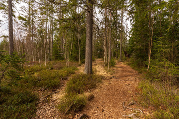 Moor Wanderweg