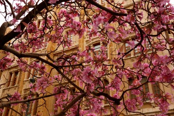 Trees in Downtown Beirut blossom in purple, the color that goes along with the yellow stones of traditional architecture.