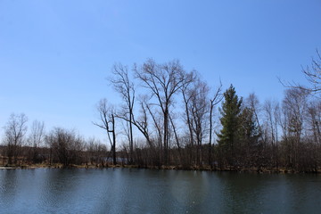 trees in the water
