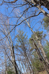 trees in the forest