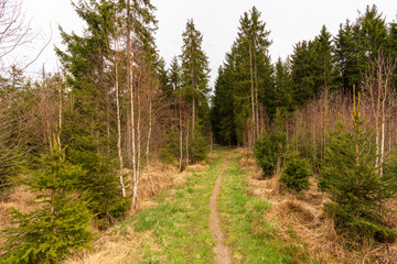 Waldwanderweg im Tannermoor