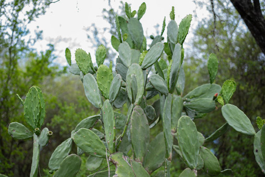 Nopales de campo