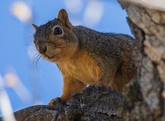 squirrel on a tree