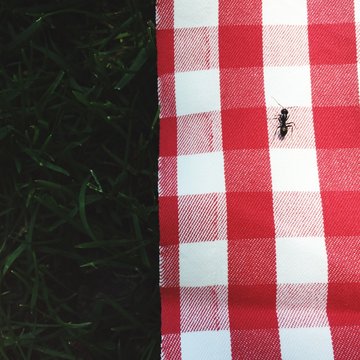 High Angle View Of Ant On Red And White Checked Picnic Blanket At Park