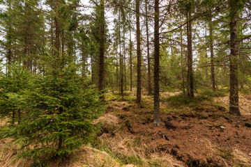 Wald im Tannermoor