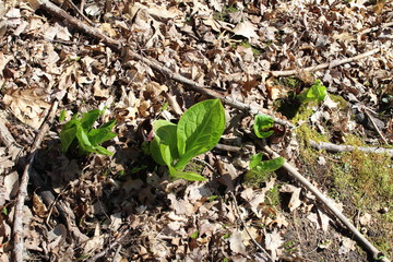plant in the ground