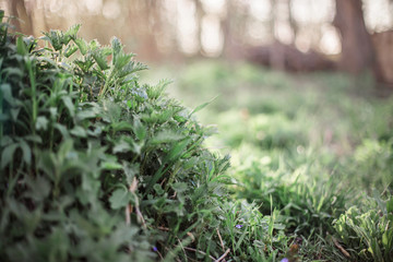 nettle growing in woods on hillside. Wild medicinal plants. collection of medicinal herbs in environmentally friendly area.