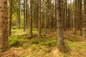 Obraz premium Wald im Tannermoor