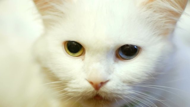 white cat with different eyes