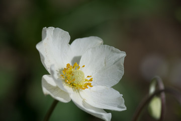 白いアネモネの花