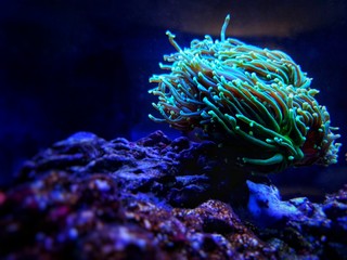 Euphyllia Torch LPS coral -  Euphylliidae Glabrenscens 