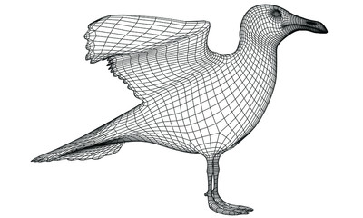 Seagull polygonal lines illustration. Abstract vector bird on the white background