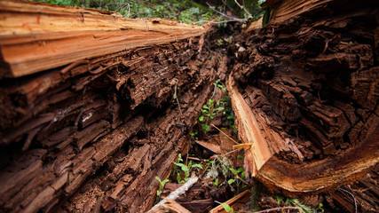 Fototapeta premium Forrest