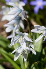 春の白い可愛い花　シラー