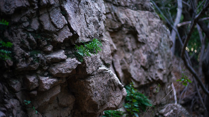 Ferns Growing on Side of Rocks