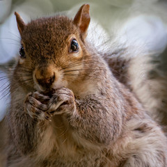 Squirrel in the park