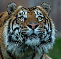 tiger watching closely for possible prey
