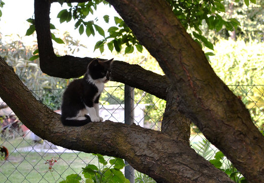 Negro gatito peque&ntilde;o subido a la rama de un arbol mirado alrededor