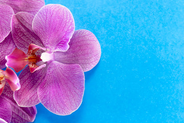 Macro shot. orchid flowers on a blue background.