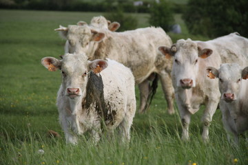 Fototapeta na wymiar Charolais domestic beef cattle herd