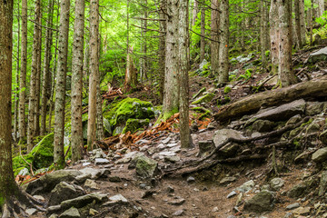 beautiful hiking trail that runs along a forest in the mountains of british columbia canada.