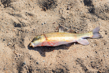 Large sucker fish caught by osprey in Okanagan Lake and dropped onto sandy beach