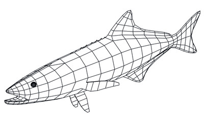 Cobia fish polygonal lines illustration. Abstract vector fish on the white background