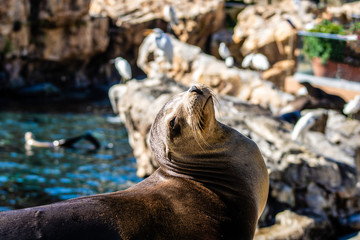 Sea Lion