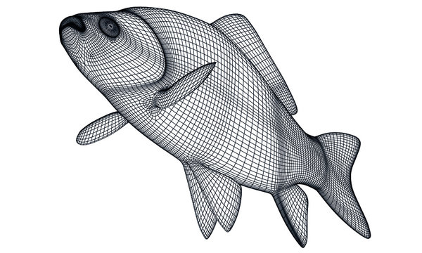 recommend clip art: Crucian fish polygonal lines illustration. Abstract vector fish on the white background