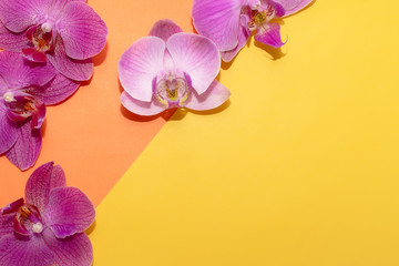 Macro shot. orchid flowers on a yellow-orange background.