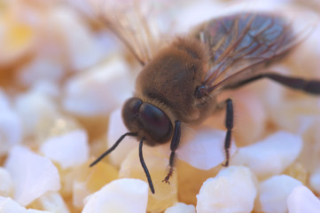 Closeup of a dead bee on some stones that serve as a white background