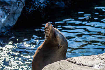 Sea Lion