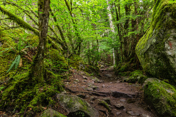 beautiful hiking trail that runs along a forest in the mountains of british columbia canada.