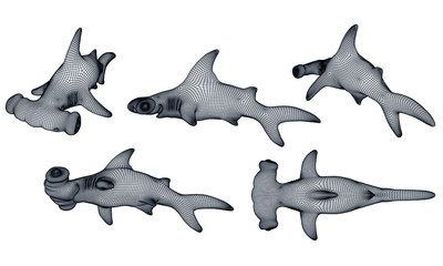 Hammerhead shark polygonal lines illustration. Abstract vector hammerhead shark on the white background